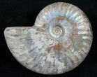 Silver Iridescent Ammonite - Madagascar #13692-1